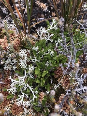 Caltha appendiculata