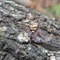 Dolichoderus doriae