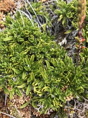 Caltha appendiculata