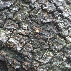 Dolichoderus doriae
