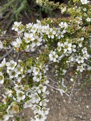 Leptospermum lanigerum