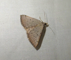 Dichromodes usurpatrix