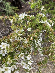 Leptospermum lanigerum