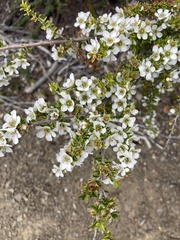 Leptospermum lanigerum