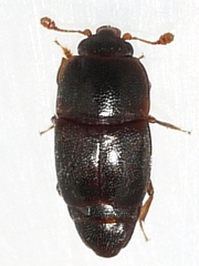 Carpophilus marginellus