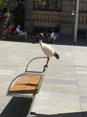 Threskiornis molucca