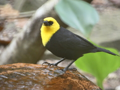 Chrysomus icterocephalus