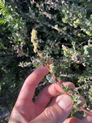 Extriplex californica