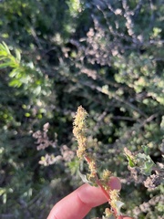 Extriplex californica