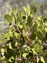 Arctostaphylos × benitoensis
