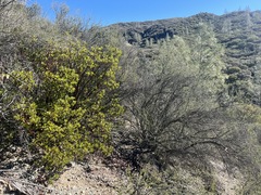 Arctostaphylos × benitoensis