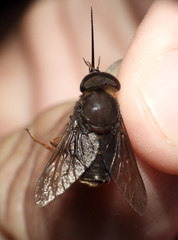 Pityocera cervus