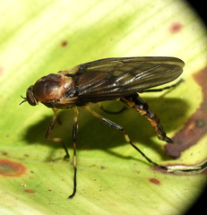 Chiromyzinae