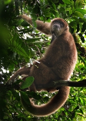 Brachyteles arachnoides