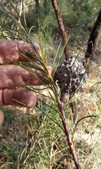 Hakea propinqua