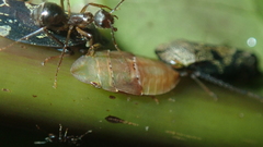 Xedreota tuberculata