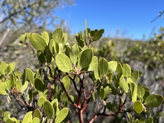 Arctostaphylos × benitoensis