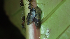 Xedreota tuberculata