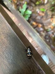 Micrencaustes lunulata