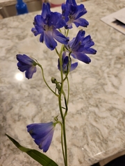 Delphinium madrense