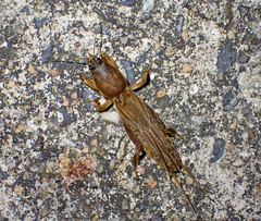 Gryllotalpa australis