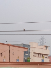 Passer domesticus
