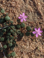 Portulaca bicolor