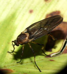 Chiromyzinae