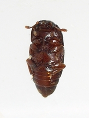 Carpophilus marginellus
