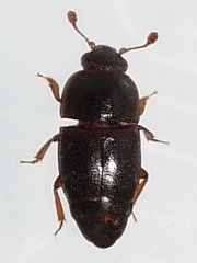 Carpophilus marginellus