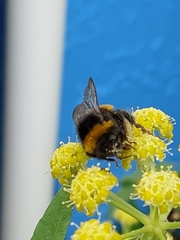 Bombus terrestris