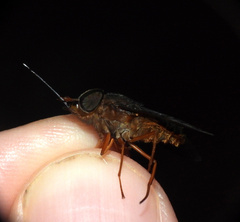 Pityocera cervus