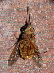 Pityocera cervus