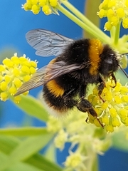 Bombus terrestris