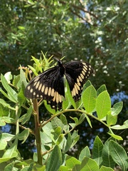 Papilio scamander