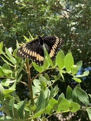 Papilio scamander