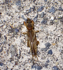 Gryllotalpa australis