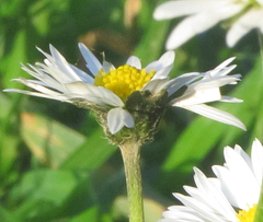 Bellis perennis