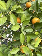 Citrus × microcarpa