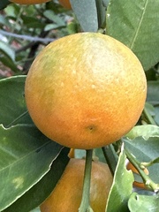 Citrus × microcarpa
