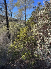 Arctostaphylos × benitoensis