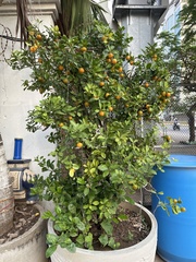 Citrus × microcarpa