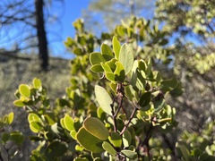 Arctostaphylos × benitoensis