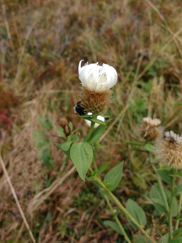 Wig knapweed (Centaurea phrygia)