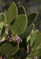 Arctostaphylos × benitoensis