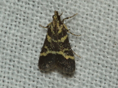 Scoparia spelaea