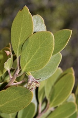 Arctostaphylos × benitoensis