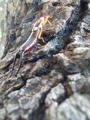 Forficula smyrnensis