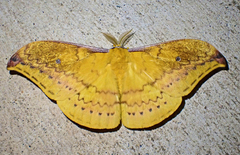 Syntherata janetta
