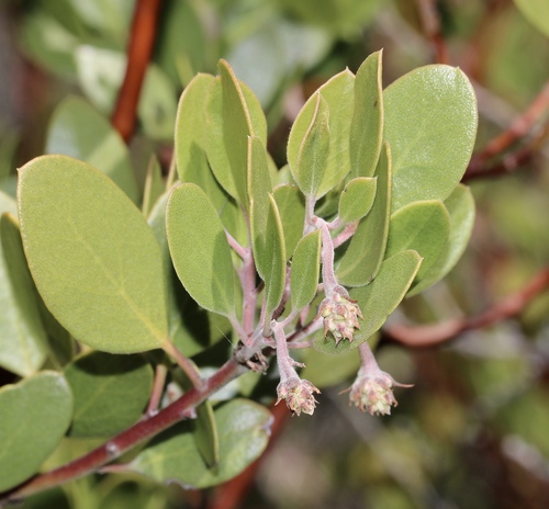 Arctostaphylos X benitoensis